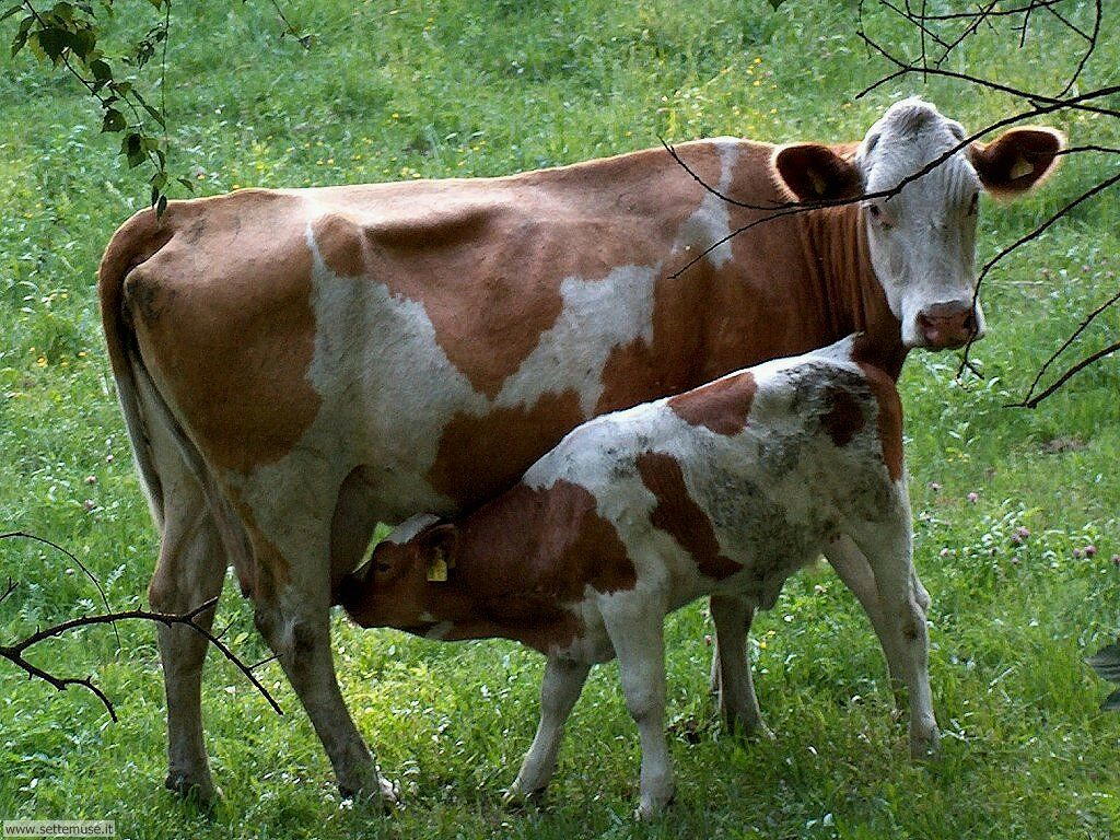 bovini e mucche 6