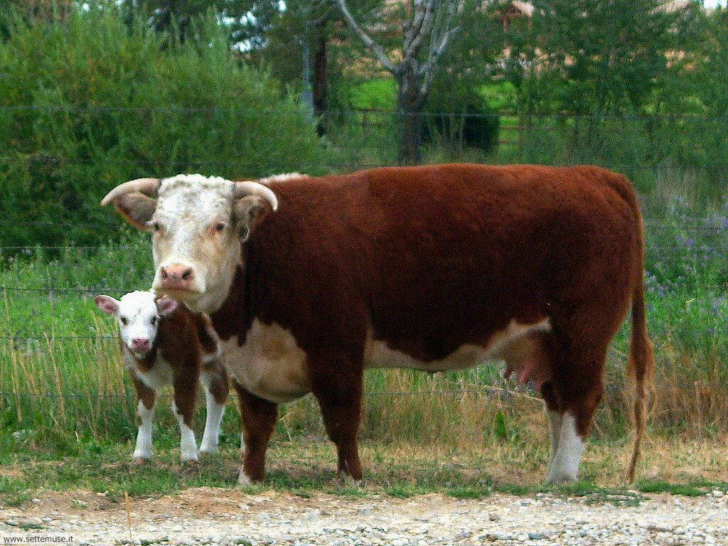 bovini e mucche 8