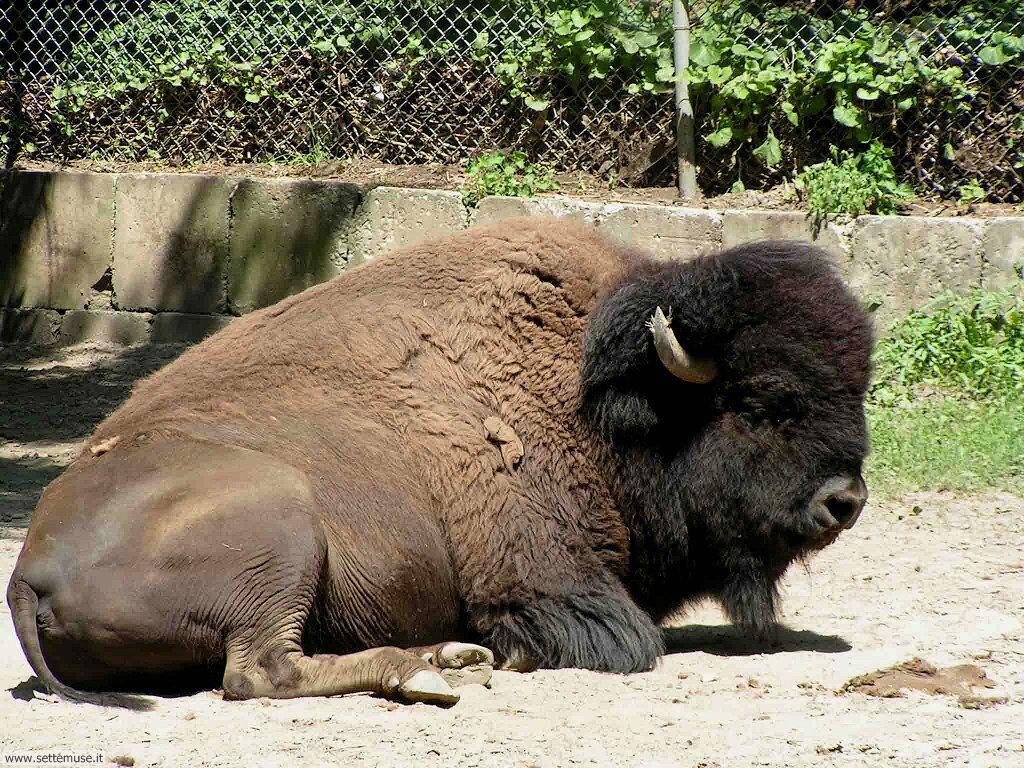 bufali e bisonti 4