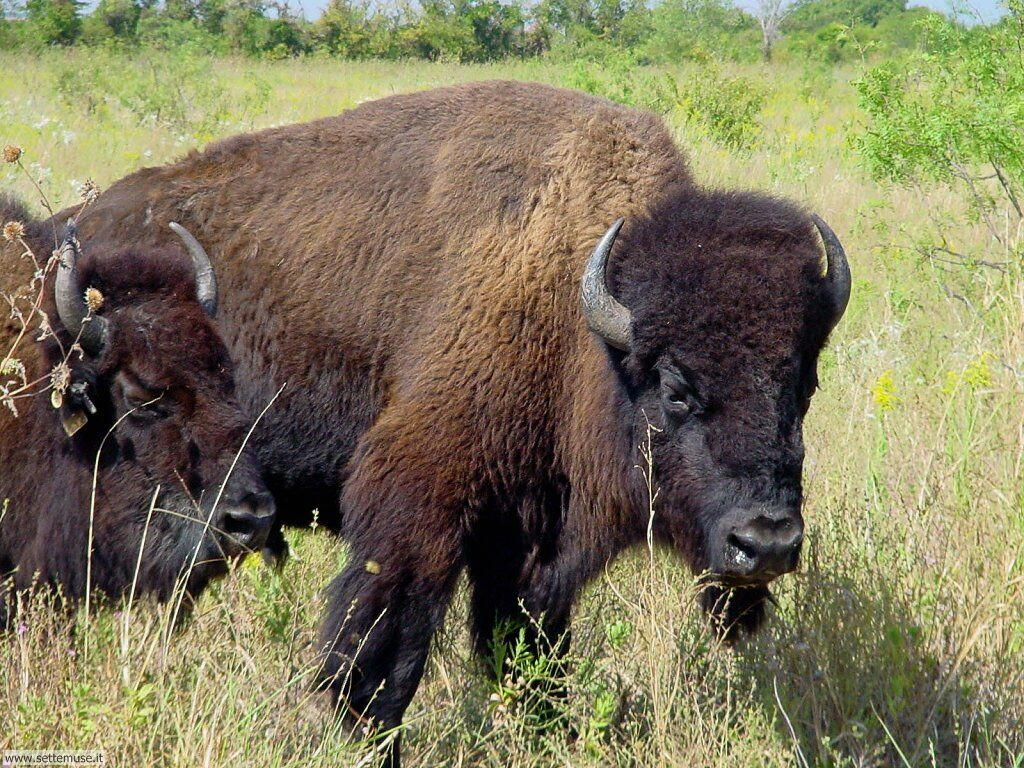 bufali e bisonti 5
