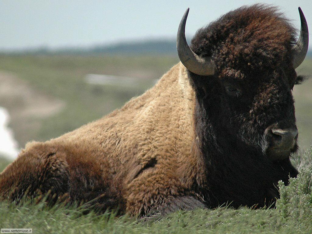 bufali e bisonti 9