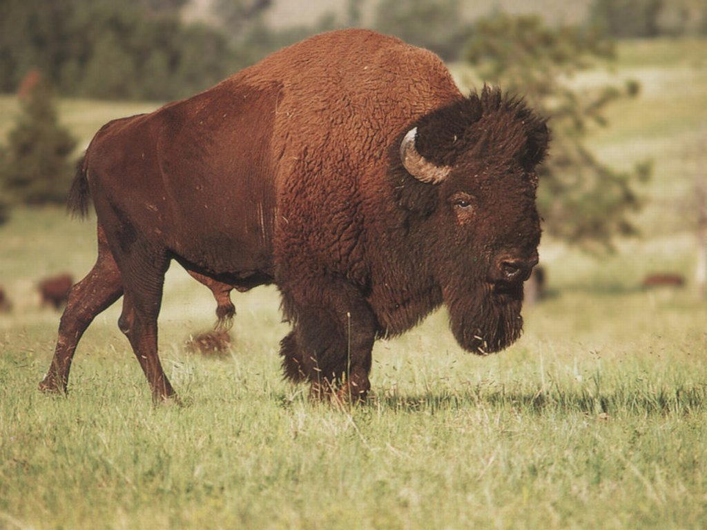 bufali e bisonti 10