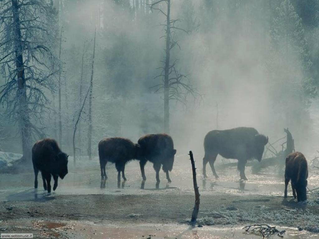bufali e bisonti 13