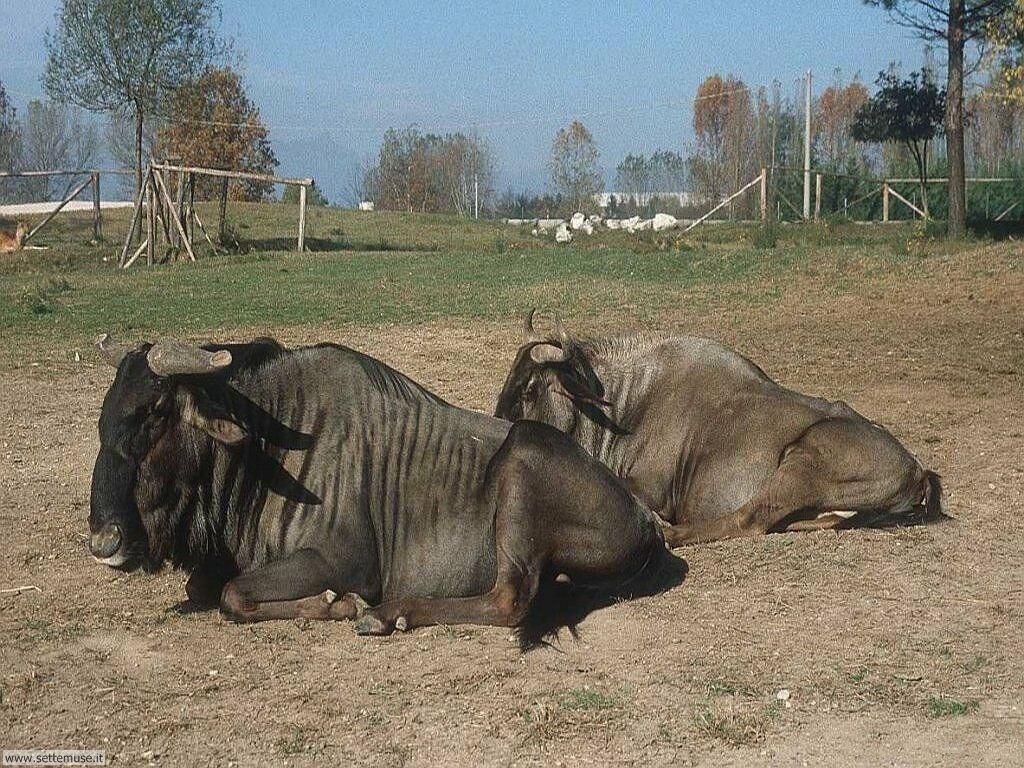 bufali e bisonti 14