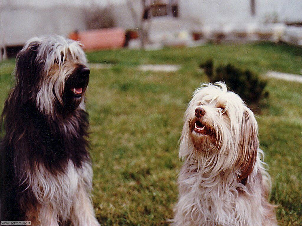 foto di cane o cani con cuccioli per sfondi