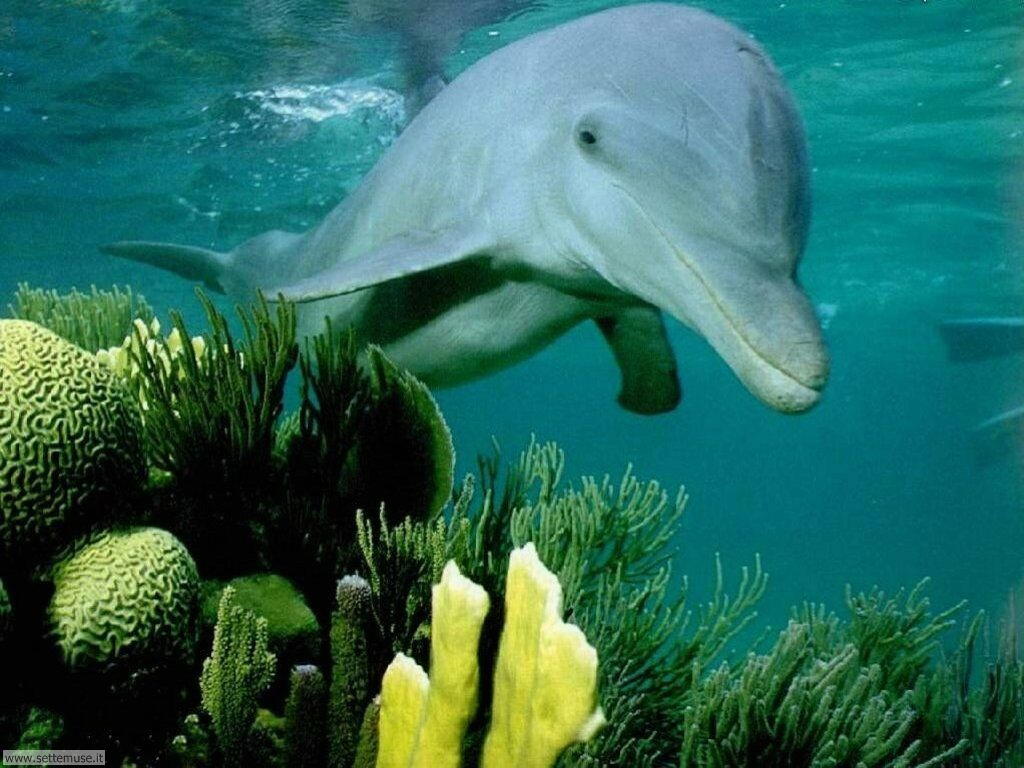 foto di delfini per sfondi