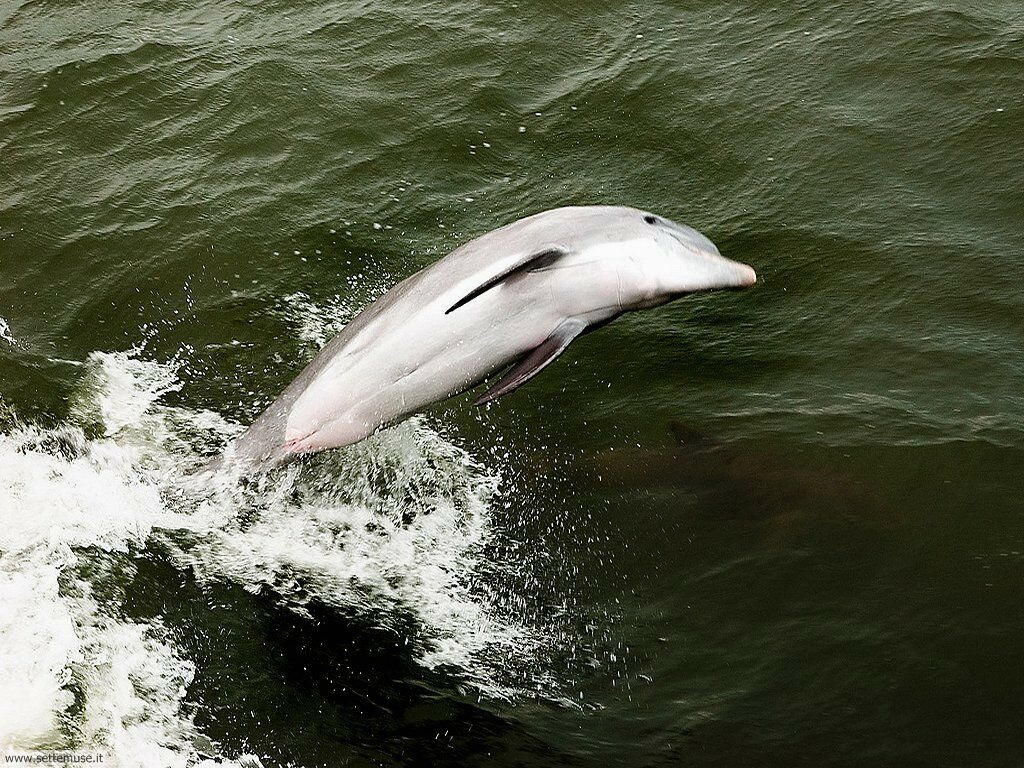 delfini 14