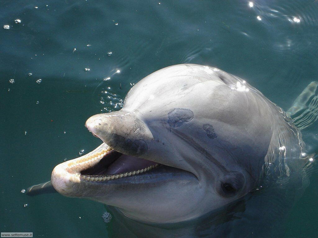 delfini 17