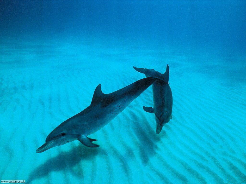 delfini 20