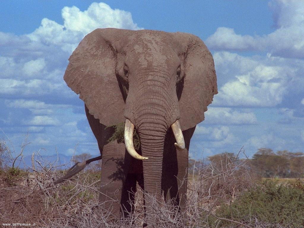 elefanti 24
