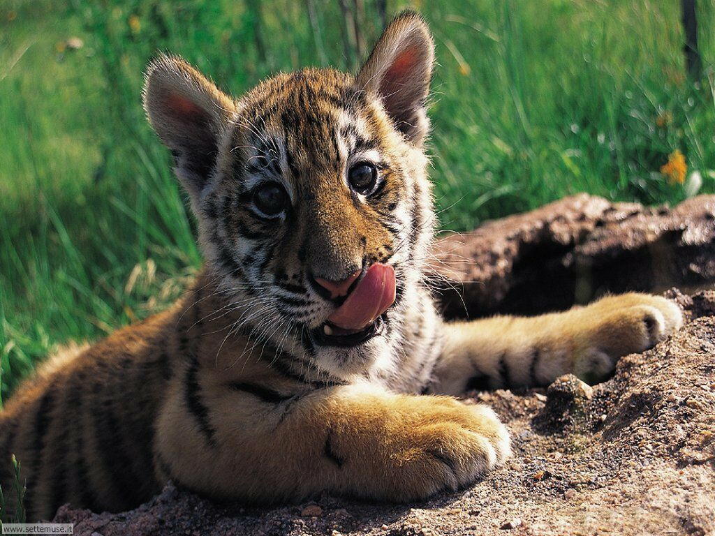tigri 1