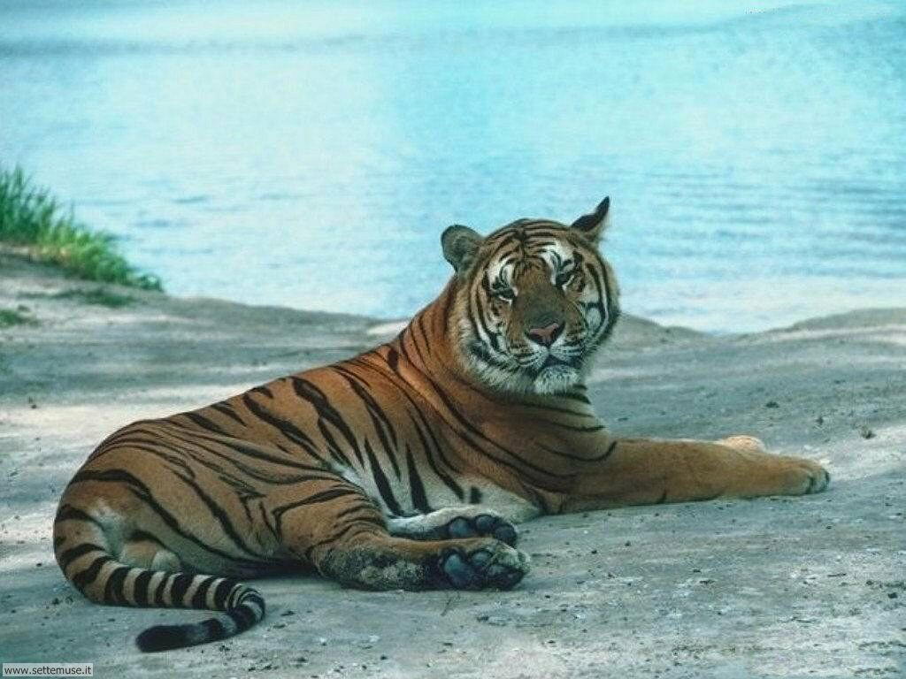tigri 3