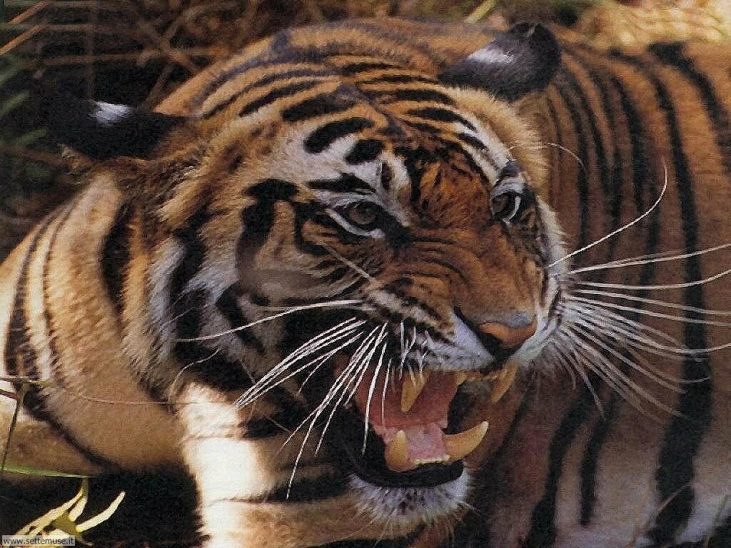 tigri 6
