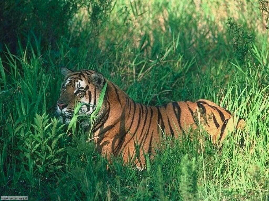 tigri 8