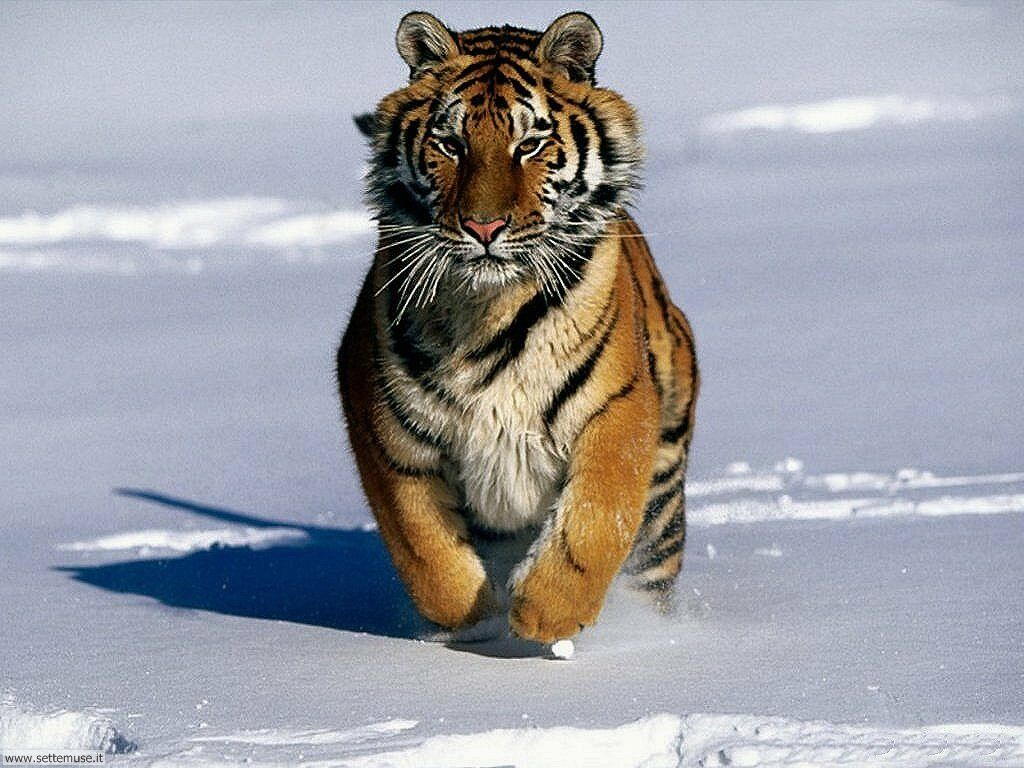 tigri 11