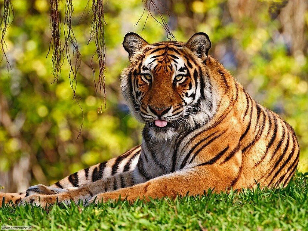 tigri 13