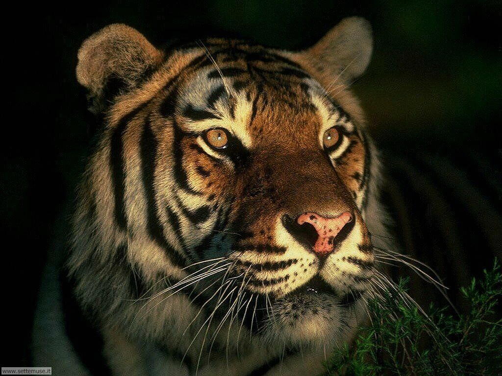 tigri 16