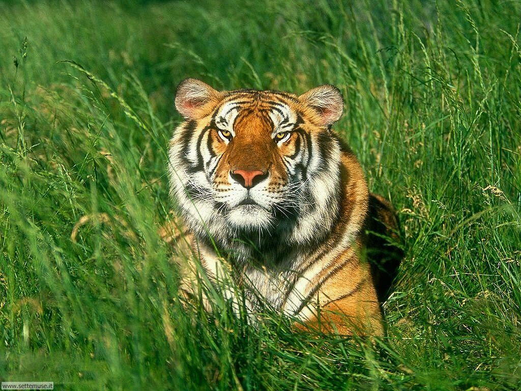 tigri 17