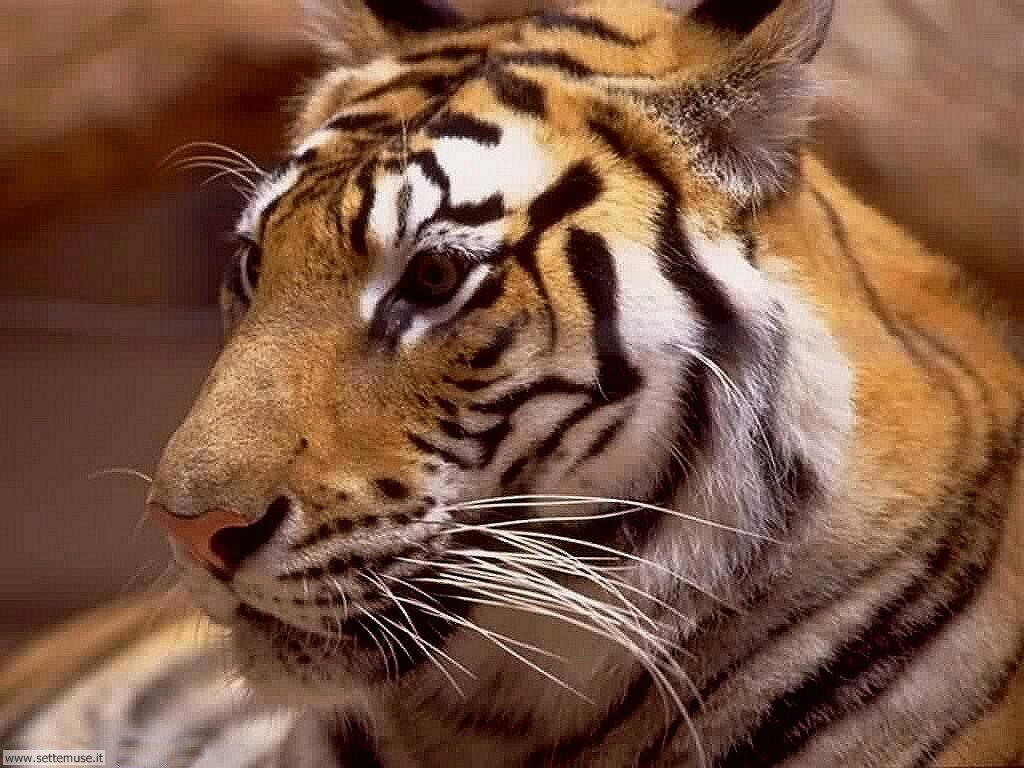 tigri 18