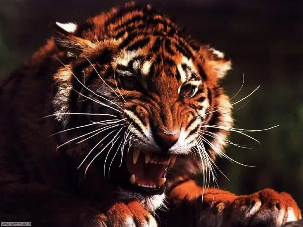 tigri 21
