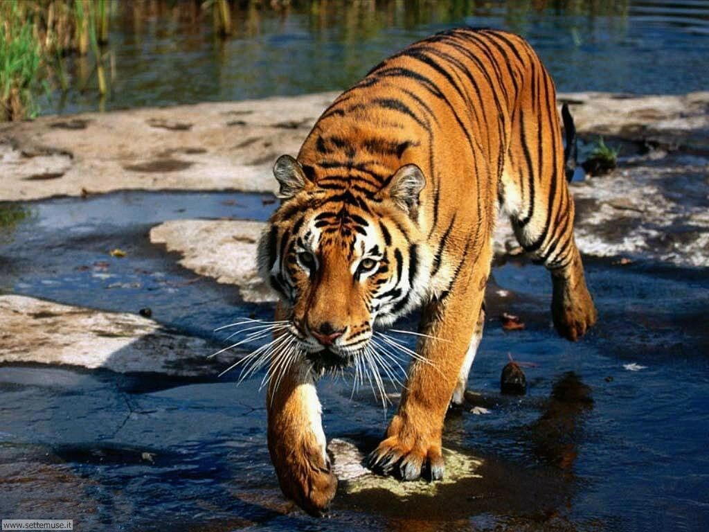 tigri 23