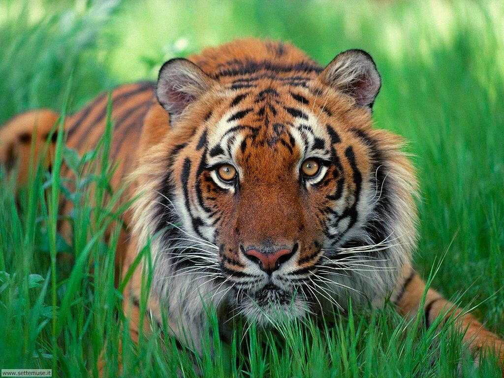 tigri 26