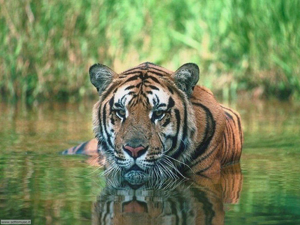 tigri 30