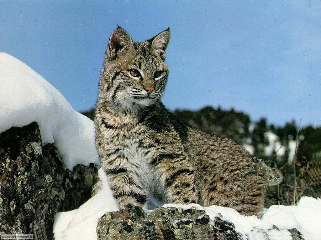 lince 1