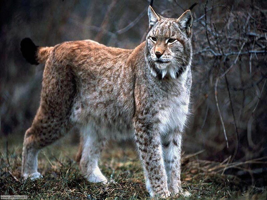 lince 2