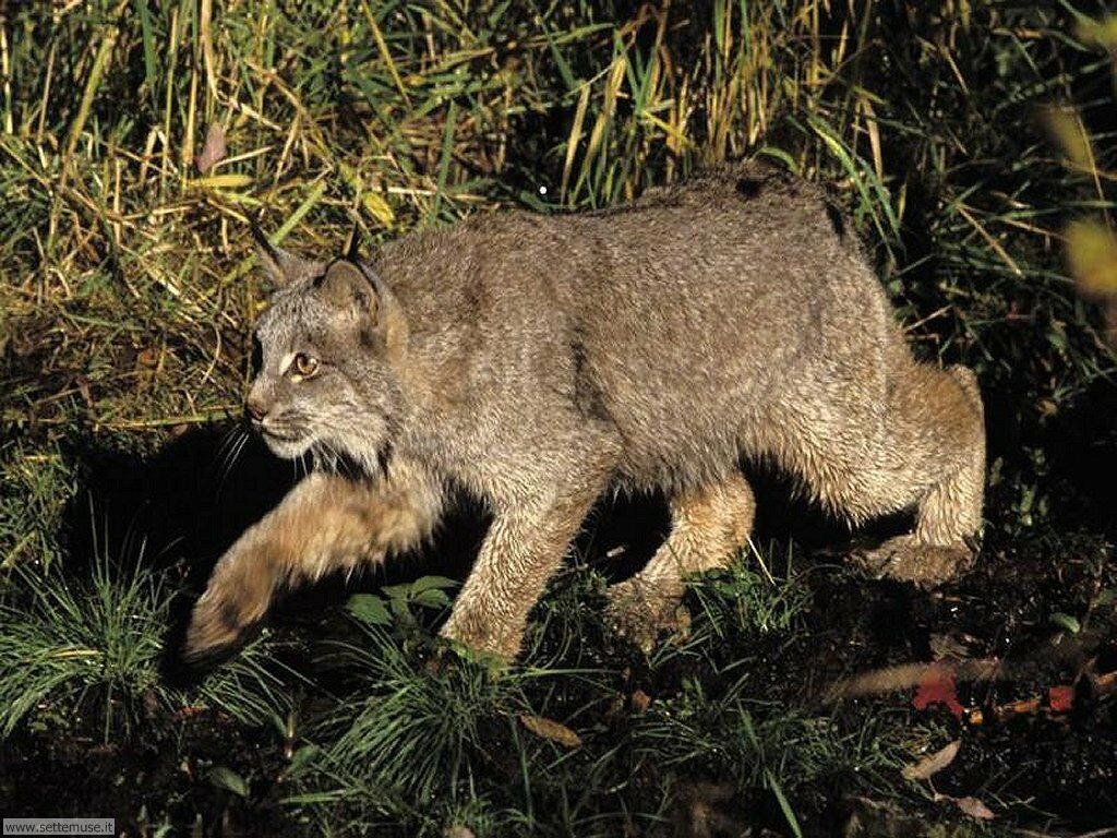 lince 4