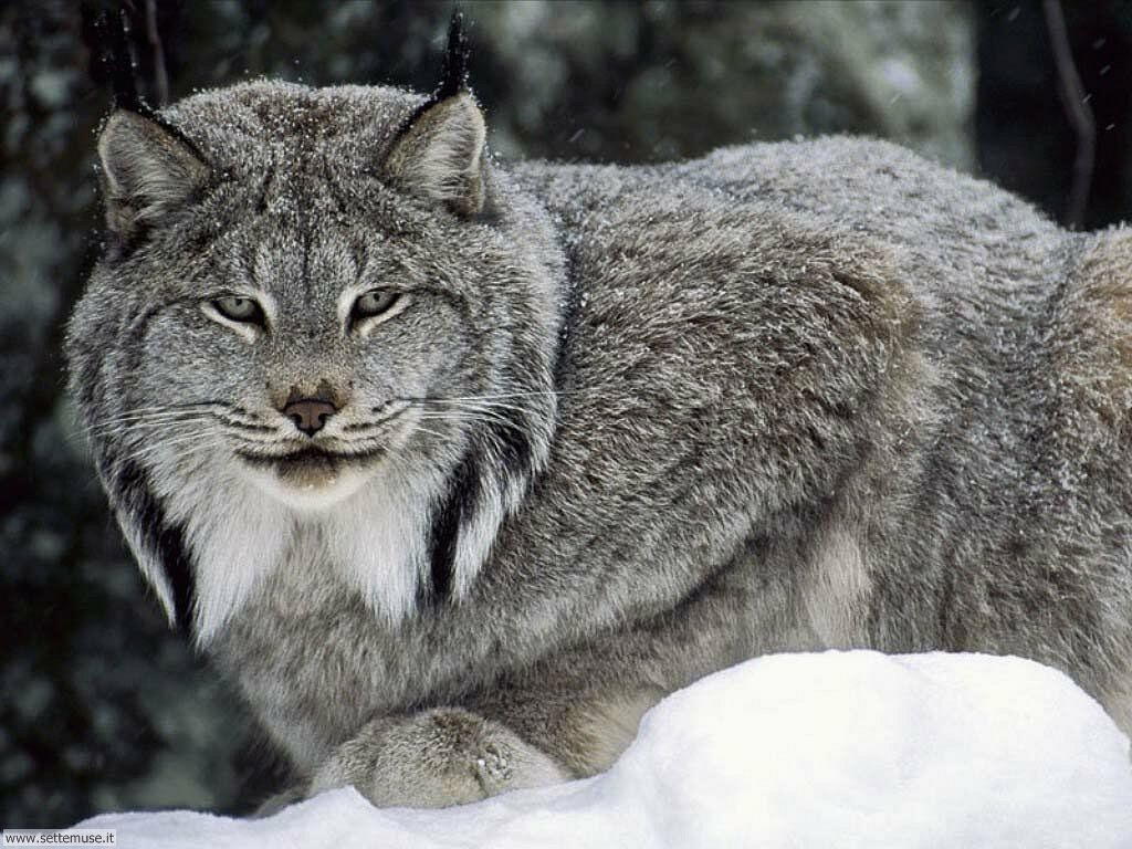 lince 5