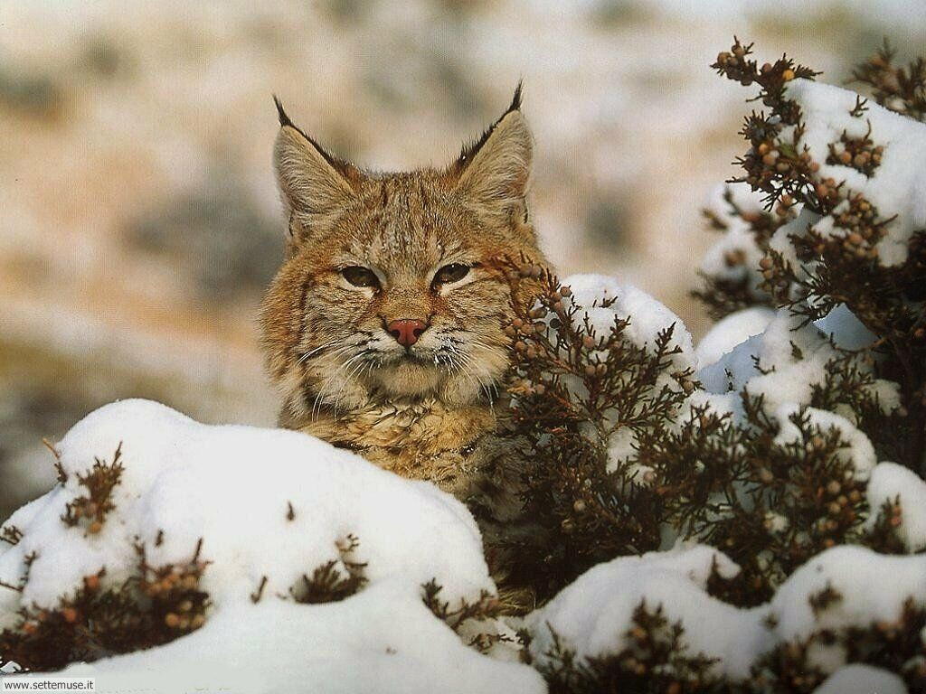 lince 6