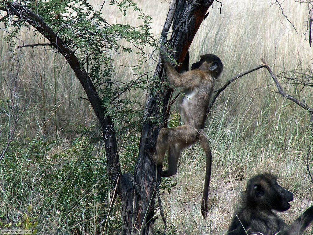Foto di Scimmie scimpanze 043