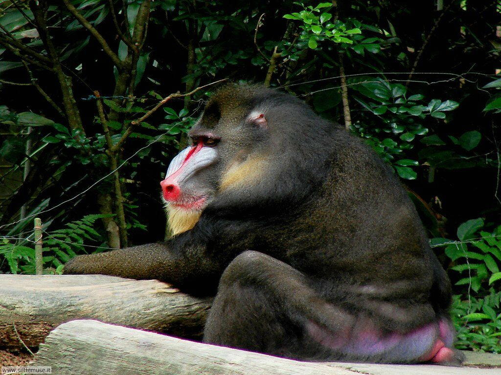 Foto di Scimmie scimpanze 044