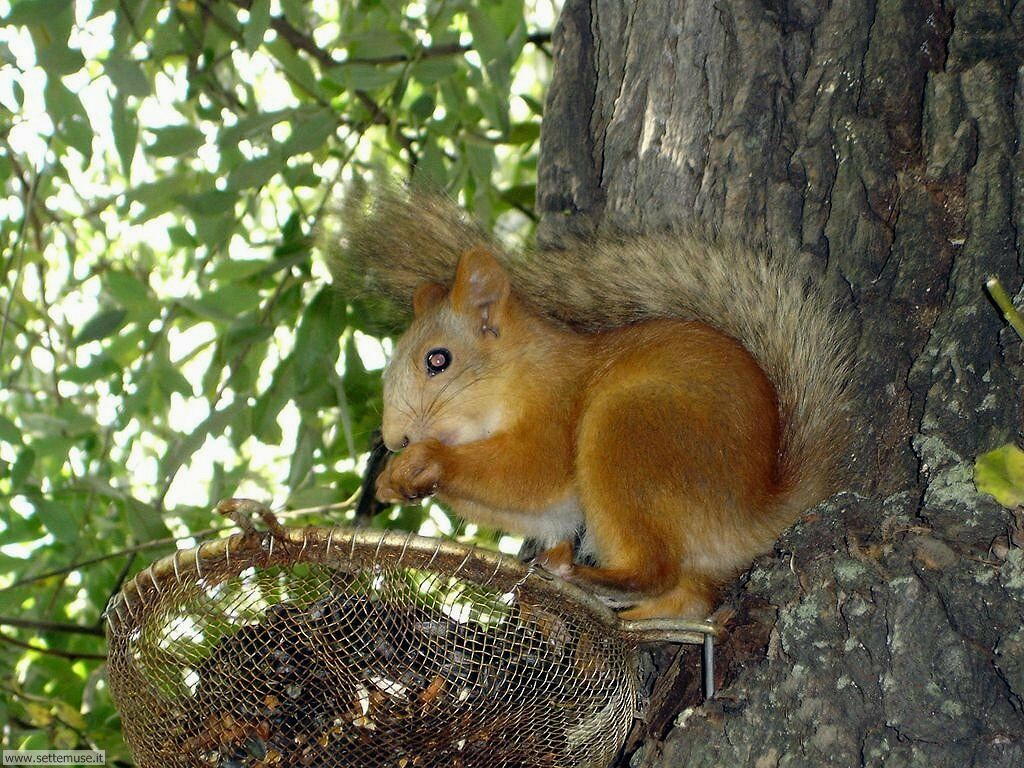 scoiattoli 4
