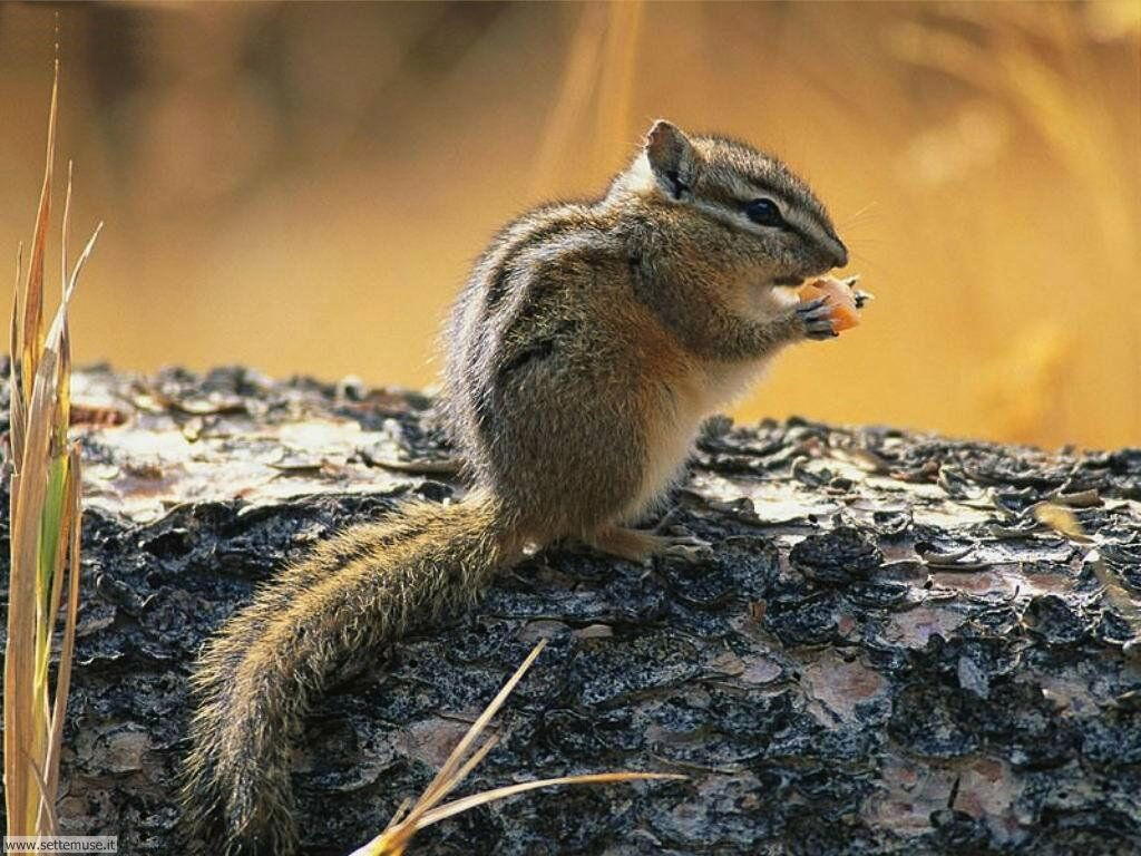 scoiattoli 5