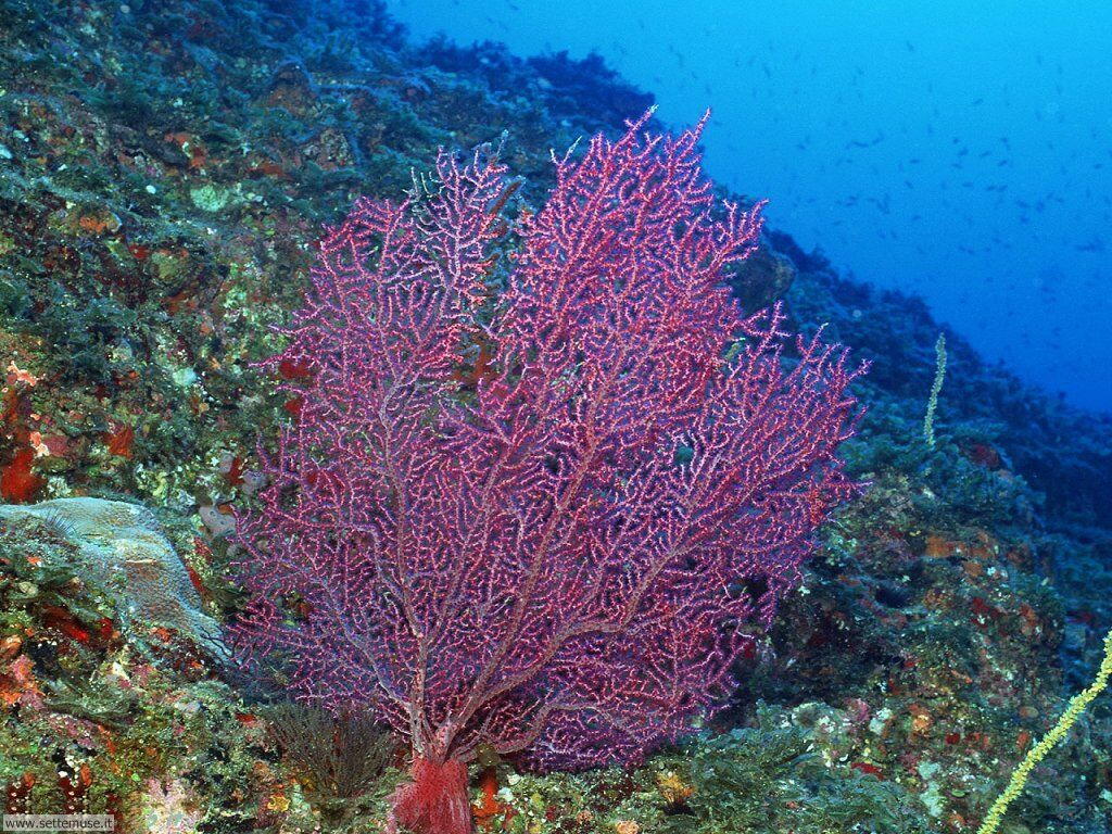 barriera corallina 8