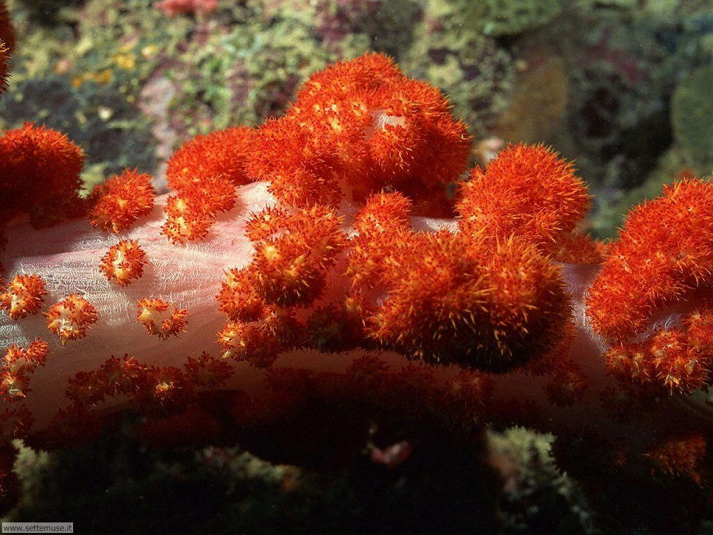 barriera corallina 9