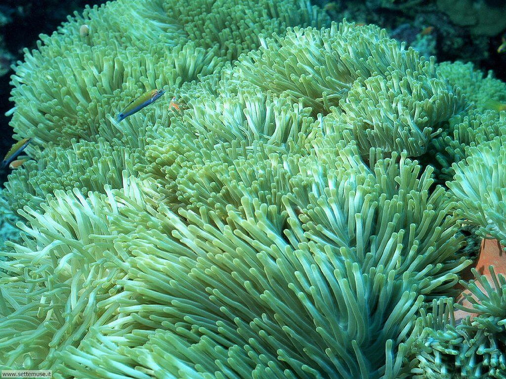 Foto sfondi della Barriera corallina 010