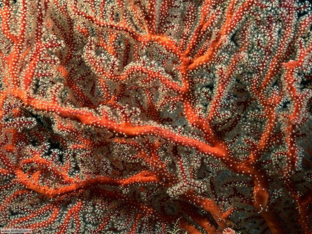 barriera corallina 12