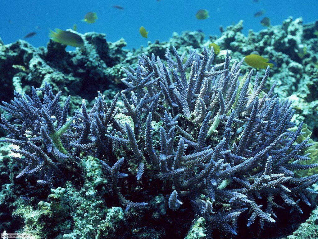 barriera corallina 13