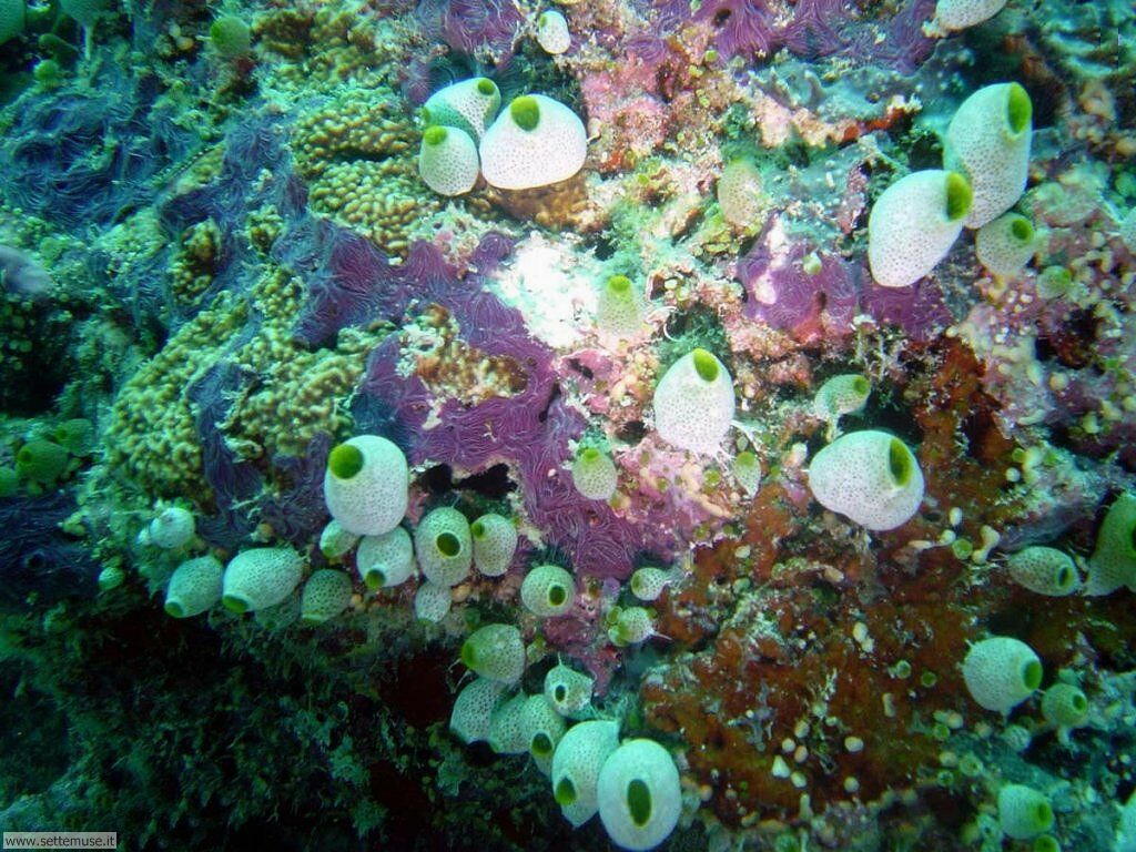 Foto sfondi della Barriera corallina 018