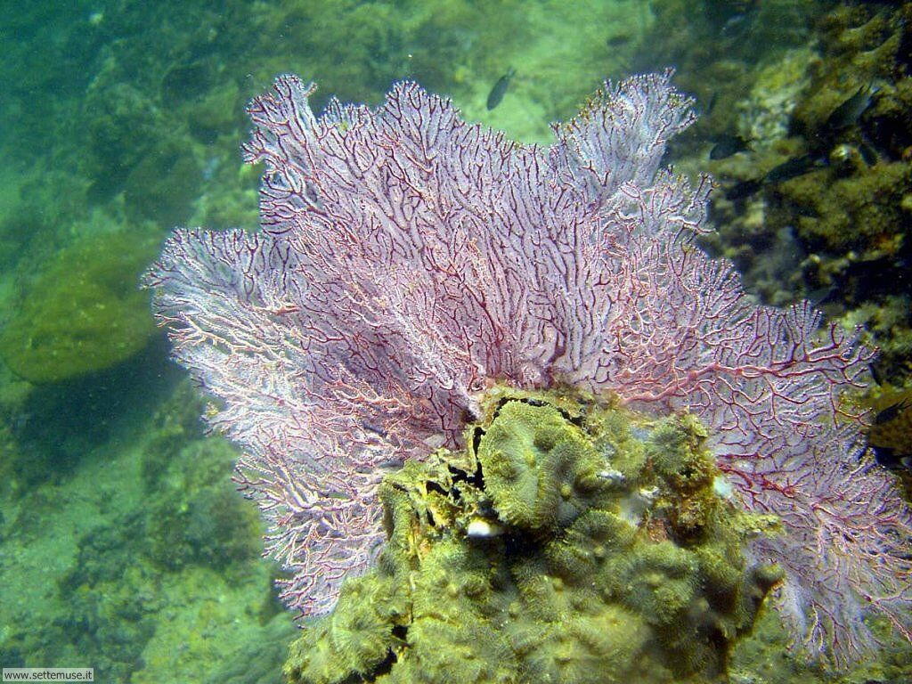 Foto sfondi della Barriera corallina 026