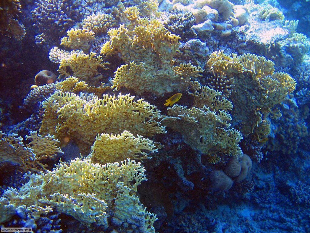 Foto sfondi della Barriera corallina 038