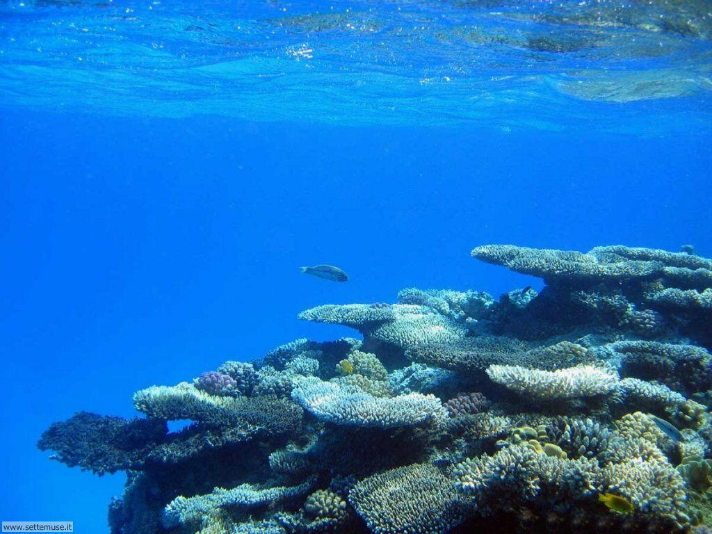 Foto sfondi della Barriera corallina 039