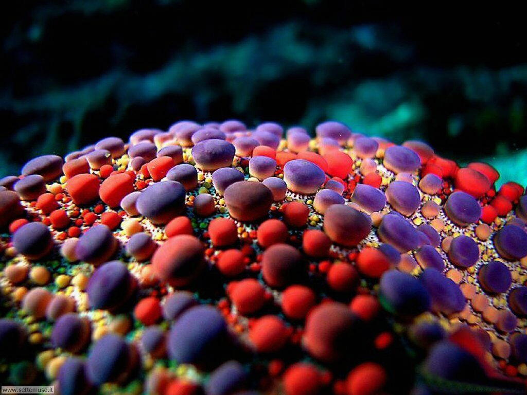 Foto sfondi della Barriera corallina 044