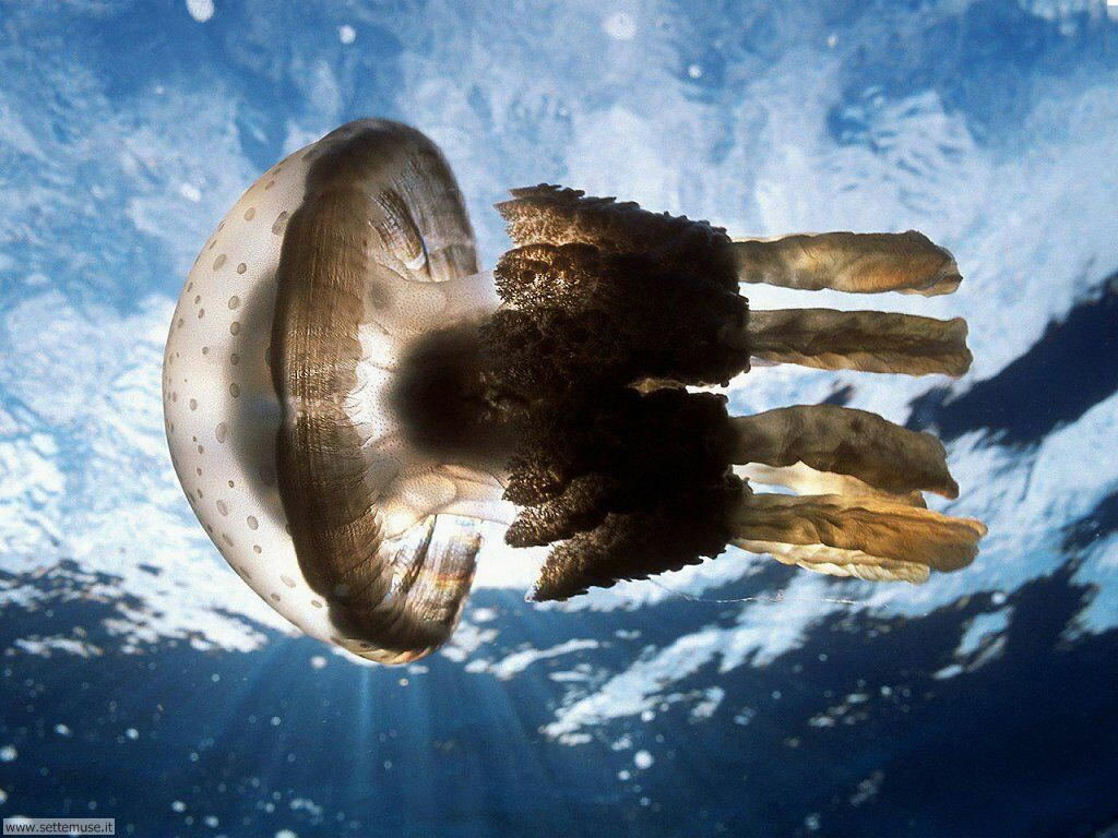 meduse 1