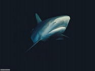 Foto sfondi squali