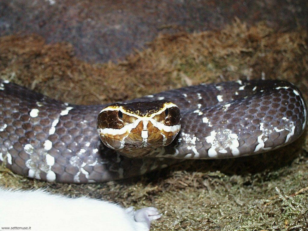 serpenti 9
