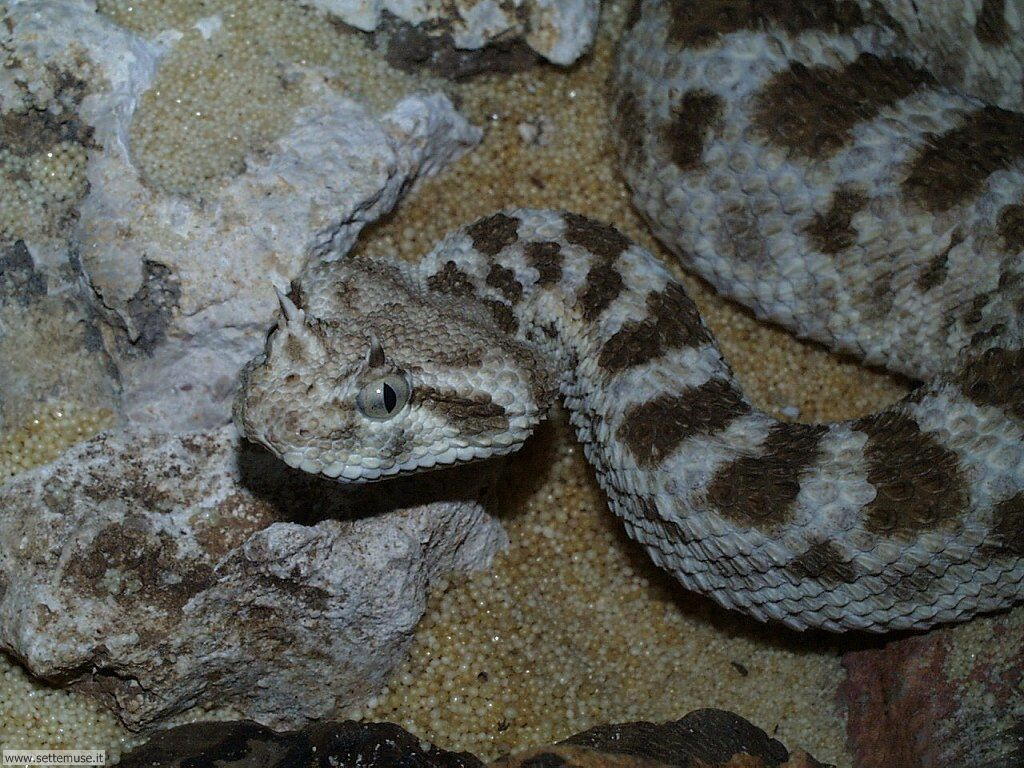 serpenti 16